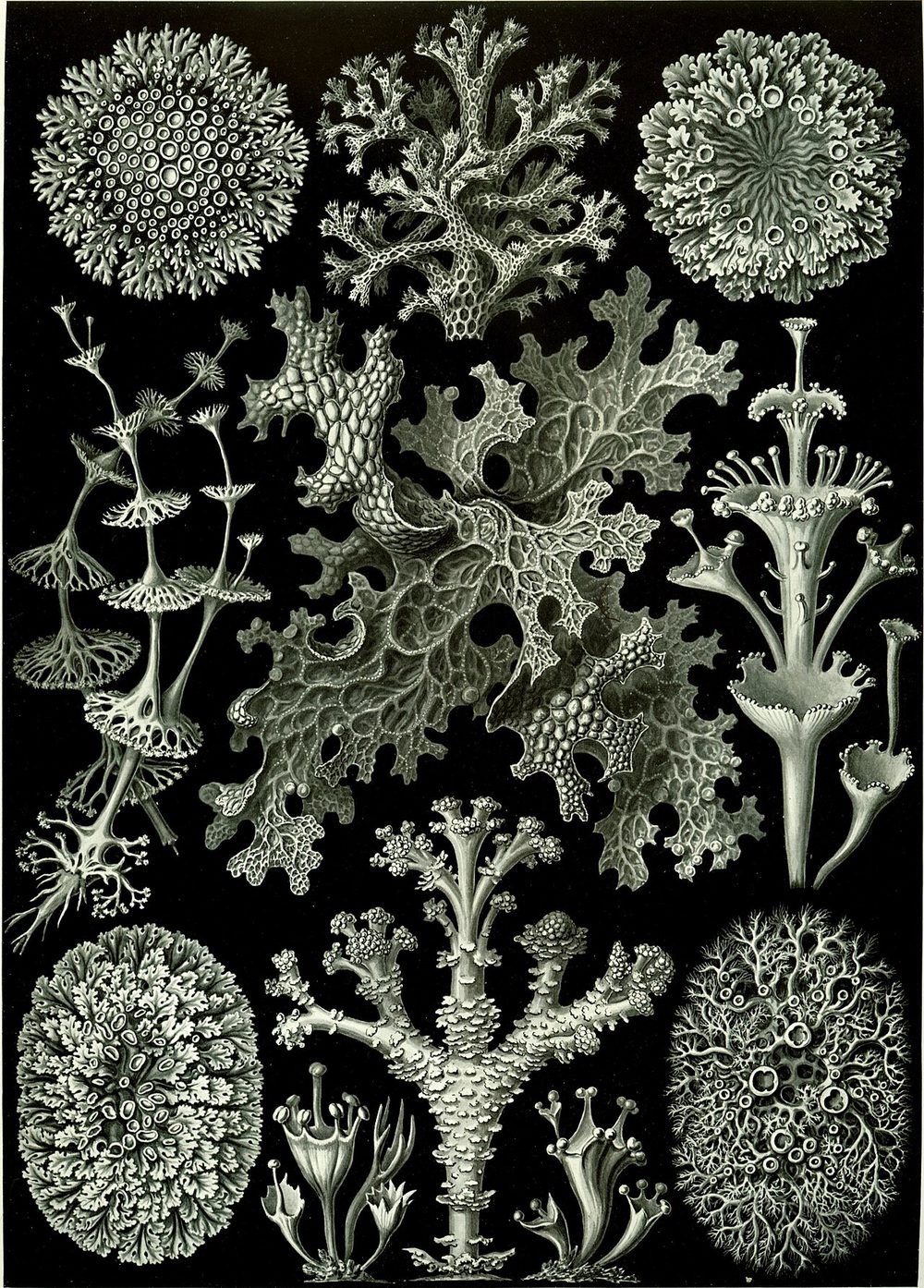 Lichens — plate 83, Ernst Haeckel, Kunstformen der Natur (1904)