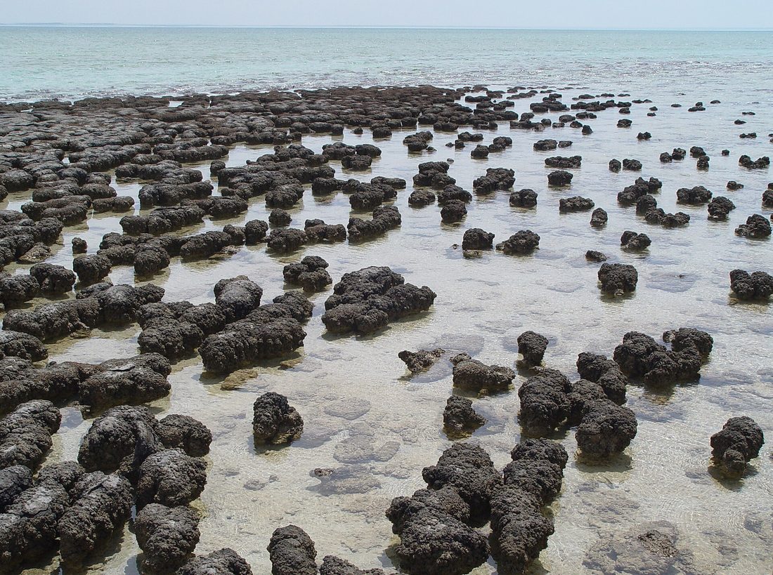 Living stromatolites, Hamelin Pool, Shark Bay
